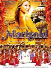 Marigold (2007) izle